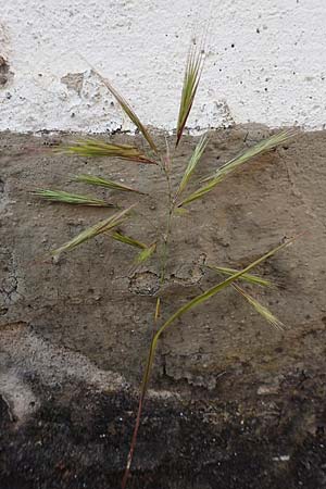 Bromus madritensis, Compact Brome