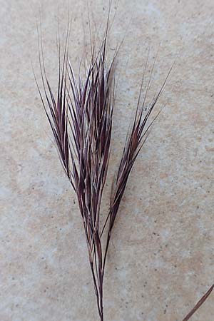 Bromus madritensis \ Mittelmeer-Trespe / Compact Brome, D Assmannshausen 9.5.2018