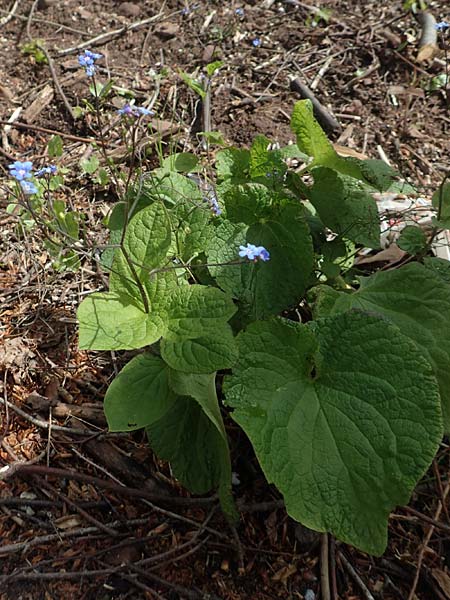 Brunnera macrophylla \ Gro�bl�ttriges Kaukasus-Vergissmeinnicht / Siberian Bugloss, False Forget-me-not, D Heidelberg 3.5.2020