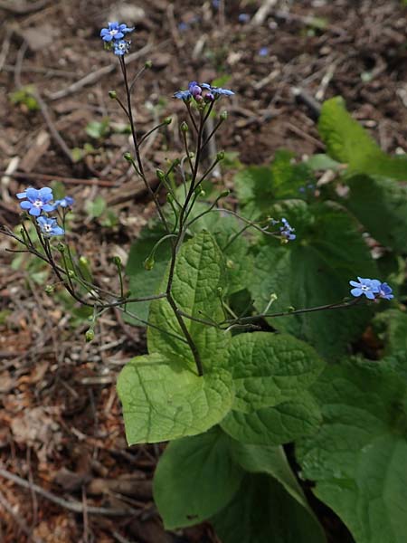 Brunnera macrophylla \ Gro�bl�ttriges Kaukasus-Vergissmeinnicht / Siberian Bugloss, False Forget-me-not, D Heidelberg 3.5.2020