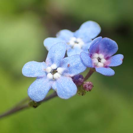 Brunnera macrophylla \ Gro�bl�ttriges Kaukasus-Vergissmeinnicht / Siberian Bugloss, False Forget-me-not, D Heidelberg 3.5.2020