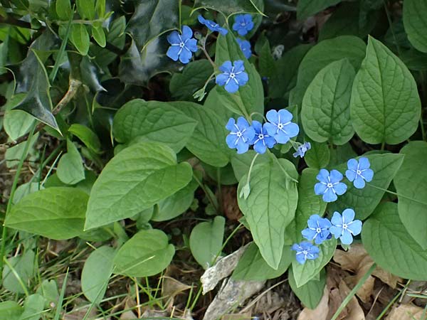 Brunnera macrophylla \ Gro�bl�ttriges Kaukasus-Vergissmeinnicht / Siberian Bugloss, False Forget-me-not, D Ratingen 10.4.2025