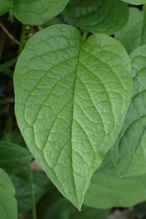Brunnera macrophylla \ Gro�bl�ttriges Kaukasus-Vergissmeinnicht / Siberian Bugloss, False Forget-me-not, D Ratingen 10.4.2025