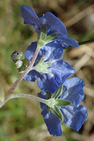 Brunnera macrophylla \ Gro�bl�ttriges Kaukasus-Vergissmeinnicht / Siberian Bugloss, False Forget-me-not, D Ratingen 10.4.2025