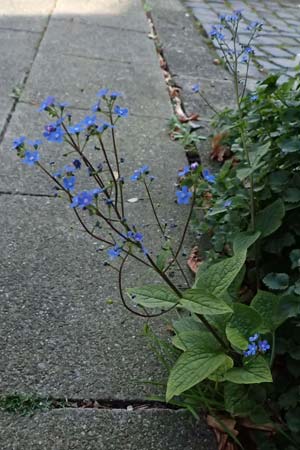 Brunnera macrophylla \ Gro�bl�ttriges Kaukasus-Vergissmeinnicht / Siberian Bugloss, False Forget-me-not, D Ratingen 10.4.2025