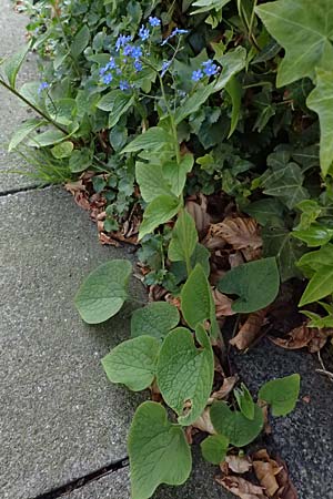 Brunnera macrophylla \ Gro�bl�ttriges Kaukasus-Vergissmeinnicht / Siberian Bugloss, False Forget-me-not, D Ratingen 10.4.2025