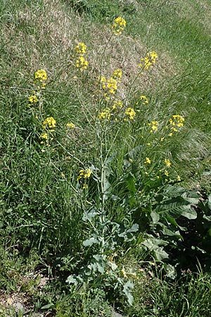 Brassica napus, Oilseed Rape, Rapeseed