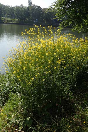 Bunias orientalis, Orientalisches Zackensch�tchen