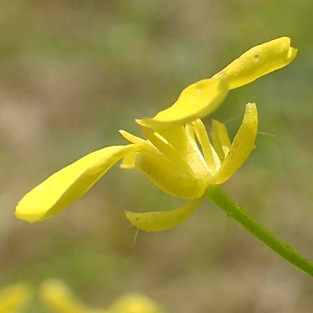 Bunias orientalis \ Orientalisches Zackensch�tchen / Warty Cabbage, D Duisburg 23.5.2019