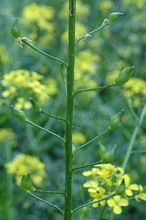 Bunias orientalis \ Orientalisches Zackensch�tchen / Warty Cabbage, D Th&uuml;ringen, Kindelbr&uuml;ck 14.6.2023