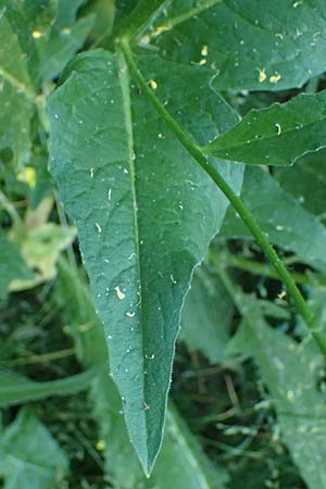 Bunias orientalis \ Orientalisches Zackensch�tchen / Warty Cabbage, D Th&uuml;ringen, Kindelbr&uuml;ck 14.6.2023