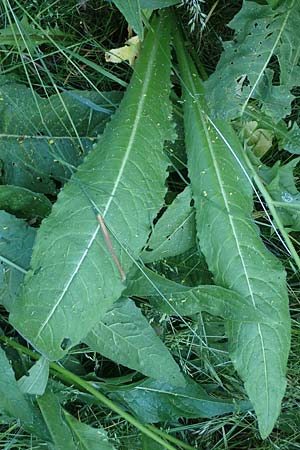 Bunias orientalis \ Orientalisches Zackensch�tchen / Warty Cabbage, D Th&uuml;ringen, Kindelbr&uuml;ck 14.6.2023