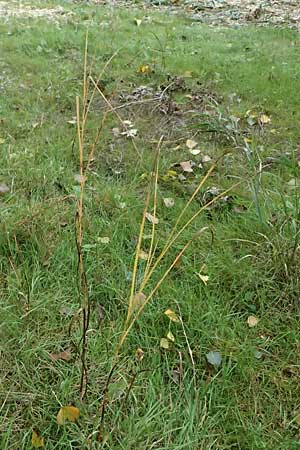 Bolboschoenus yagara ? \ Verkannte Strandsimse / River Bulrush, D Germersheim 8.10.2023