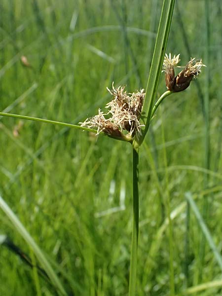 Bolboschoenus planiculmis \ Platthalm-Knollenbinse / Flat-Stem Club-Rush, D Mannheim 25.8.2025