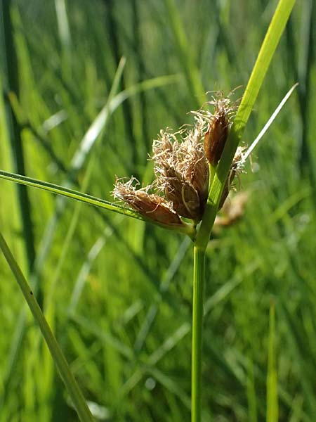 Bolboschoenus planiculmis \ Platthalm-Knollenbinse / Flat-Stem Club-Rush, D Mannheim 25.8.2025