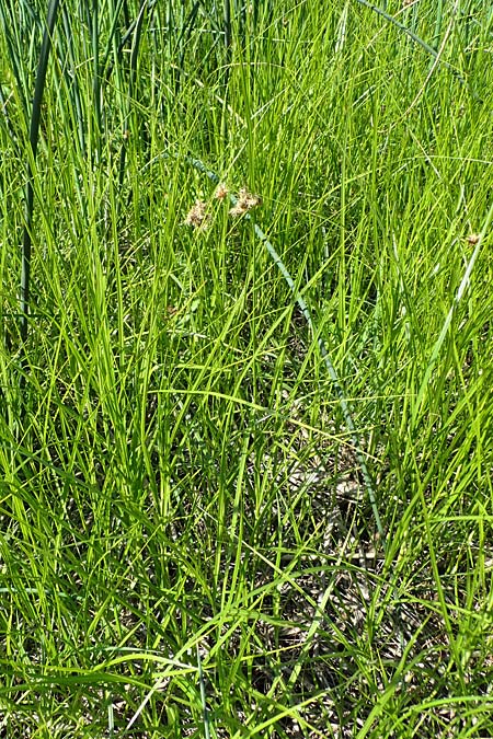 Bolboschoenus planiculmis \ Platthalm-Knollenbinse / Flat-Stem Club-Rush, D Mannheim 25.8.2025