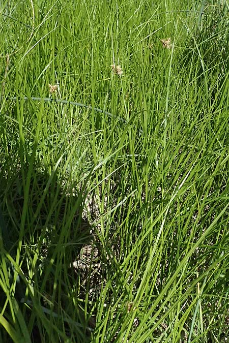 Bolboschoenus planiculmis \ Platthalm-Knollenbinse / Flat-Stem Club-Rush, D Mannheim 25.8.2025