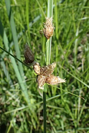 Bolboschoenus planiculmis \ Platthalm-Knollenbinse / Flat-Stem Club-Rush, D Mannheim 25.8.2025