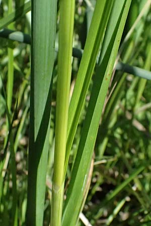 Bolboschoenus planiculmis \ Platthalm-Knollenbinse / Flat-Stem Club-Rush, D Mannheim 25.8.2025
