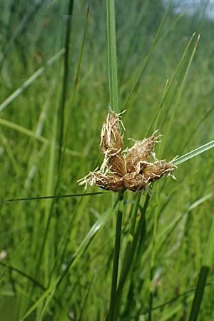 Bolboschoenus planiculmis \ Platthalm-Knollenbinse / Flat-Stem Club-Rush, D Mannheim 25.8.2025