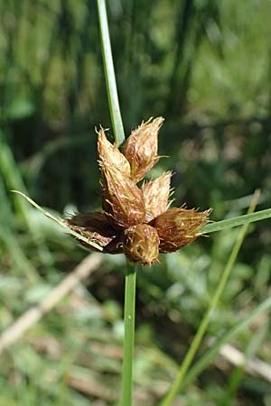 Bolboschoenus planiculmis \ Platthalm-Knollenbinse / Flat-Stem Club-Rush, D Mannheim 25.8.2025