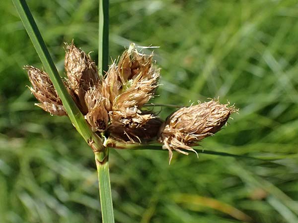 Bolboschoenus planiculmis \ Platthalm-Knollenbinse / Flat-Stem Club-Rush, D Mannheim 19.9.2025