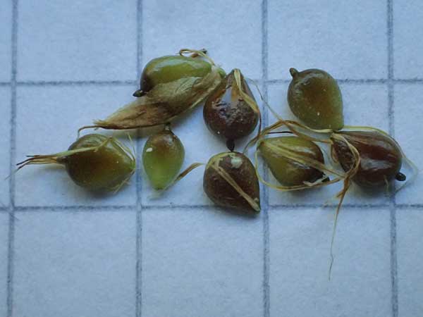 Bolboschoenus planiculmis \ Platthalm-Knollenbinse / Flat-Stem Club-Rush, D Mannheim 19.9.2025