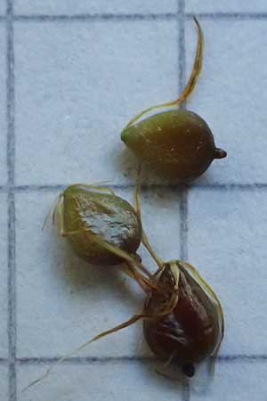 Bolboschoenus planiculmis \ Platthalm-Knollenbinse / Flat-Stem Club-Rush, D Mannheim 19.9.2025
