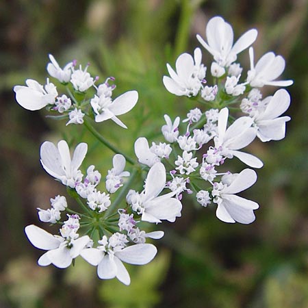 Coriandrum sativum \ Koriander / Coriander Seeds, Cilandro, D Mosbach 18.7.2015