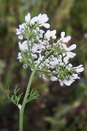 Coriandrum sativum \ Koriander / Coriander Seeds, Cilandro, D Mosbach 18.7.2015