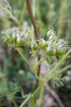 Coriandrum sativum \ Koriander / Coriander Seeds, Cilandro, D Mosbach 18.7.2015