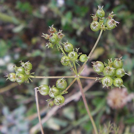 Coriandrum sativum \ Koriander / Coriander Seeds, Cilandro, D Mosbach 18.7.2015
