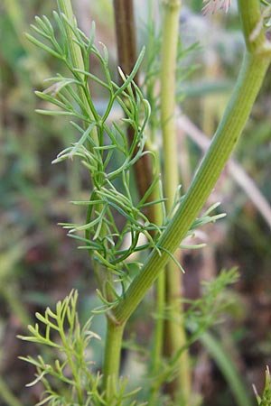 Coriandrum sativum \ Koriander / Coriander Seeds, Cilandro, D Mosbach 18.7.2015