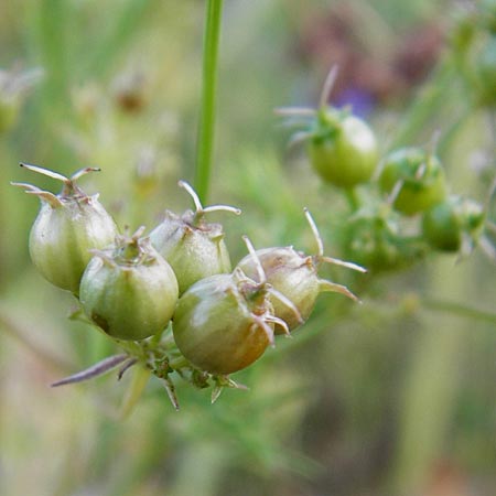 Coriandrum sativum \ Koriander / Coriander Seeds, Cilandro, D Mosbach 18.7.2015