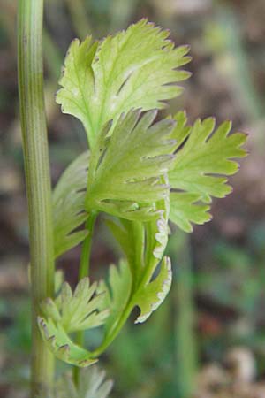 Coriandrum sativum \ Koriander / Coriander Seeds, Cilandro, D Mosbach 18.7.2015