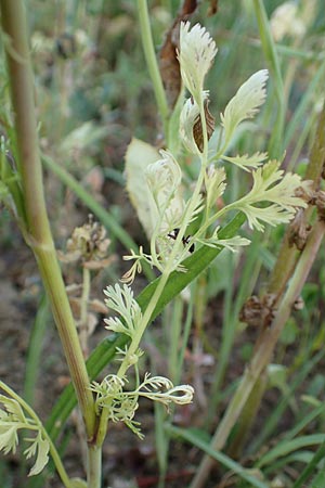 Coriandrum sativum \ Koriander / Coriander Seeds, Cilandro, D Mosbach 18.7.2015