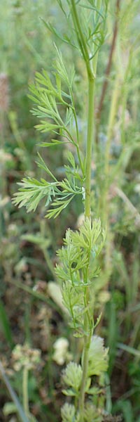 Coriandrum sativum \ Koriander / Coriander Seeds, Cilandro, D Mosbach 18.7.2015