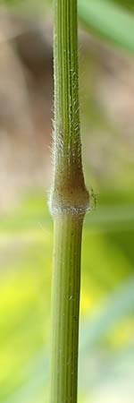 Brachypodium rupestre \ Felsen-Zwenke / Shiny Tor Grass, D Etzen-Ges&auml;&szlig; 3.9.2015