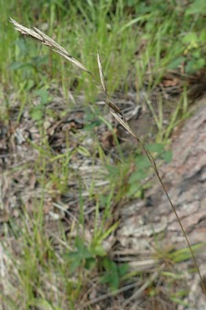 Brachypodium rupestre \ Felsen-Zwenke / Shiny Tor Grass, D Etzen-Ges&auml;&szlig; 3.9.2015