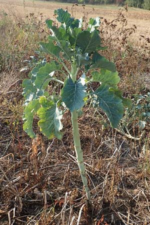 Brassica oleracea subsp. acephala \ Gem�se-Kohl / Cale, D Hattersheim-Eddersheim 5.9.2018