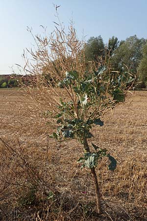 Brassica oleracea subsp. acephala \ Gem�se-Kohl / Cale, D Hattersheim-Eddersheim 5.9.2018