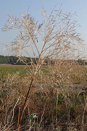 Brassica oleracea subsp. acephala \ Gem�se-Kohl / Cale, D Hattersheim-Eddersheim 5.9.2018