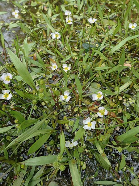 Baldellia ranunculoides \ Gew�hnlicher Igelschlauch / Lesser Water-Plantain, D Botan. Gar. Krefeld 13.6.2019