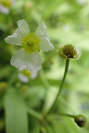 Baldellia ranunculoides \ Gew�hnlicher Igelschlauch / Lesser Water-Plantain, D Botan. Gar. Krefeld 13.6.2019