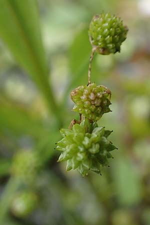 Baldellia ranunculoides \ Gew�hnlicher Igelschlauch / Lesser Water-Plantain, D Botan. Gar. Krefeld 13.6.2019