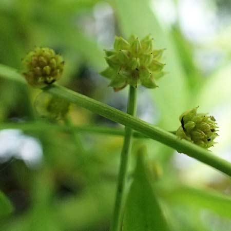 Baldellia ranunculoides \ Gew�hnlicher Igelschlauch / Lesser Water-Plantain, D Botan. Gar. Krefeld 13.6.2019