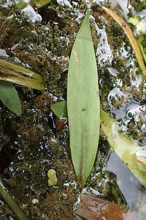 Baldellia ranunculoides \ Gew�hnlicher Igelschlauch / Lesser Water-Plantain, D Botan. Gar. Krefeld 13.6.2019
