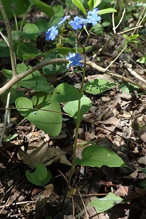 Brunnera macrophylla \ Gro�bl�ttriges Kaukasus-Vergissmeinnicht / Siberian Bugloss, False Forget-me-not, D Pforzheim 27.4.2021