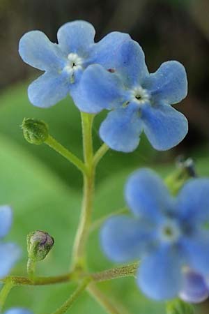 Brunnera macrophylla \ Gro�bl�ttriges Kaukasus-Vergissmeinnicht / Siberian Bugloss, False Forget-me-not, D Pforzheim 27.4.2021