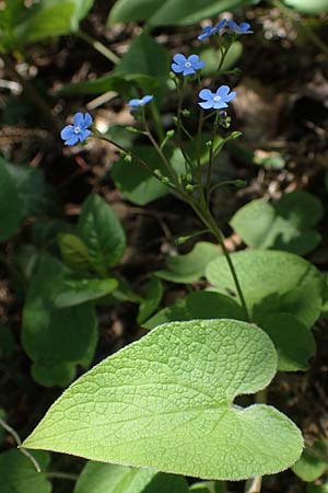 Brunnera macrophylla \ Gro�bl�ttriges Kaukasus-Vergissmeinnicht / Siberian Bugloss, False Forget-me-not, D Pforzheim 27.4.2021